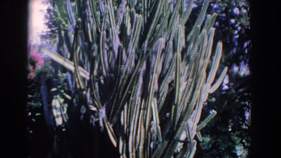1958 Florida 8mm frame showing a very large ribbed cactus rising through dense green garden foliage with small pink flowers nearby.