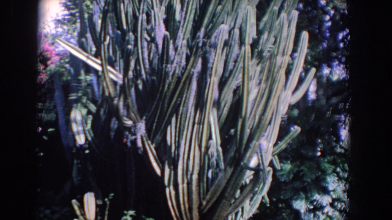 1958 Florida home-movie frame with tall cactus arms filling most of the view, surrounded by dark green garden plants.