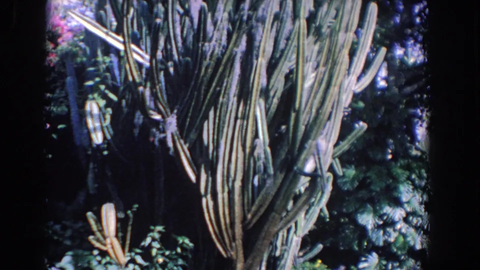 1958 Florida 8mm frame showing the cactus from slightly lower in the garden, with leafy plants and pale flower shapes near its base.