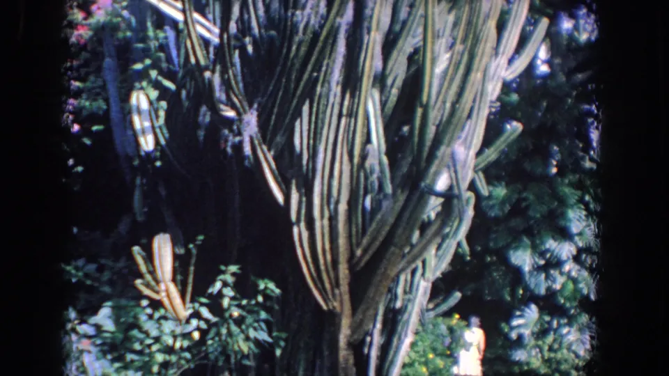 1958 Florida 8mm frame showing the large cactus beside dense foliage, with a distant person partially visible near the lower right edge.