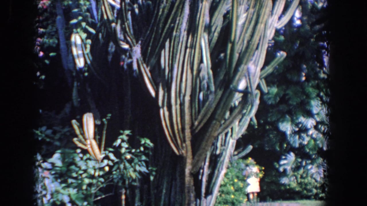 Large ribbed cactus and tropical foliage in a garden, with a distant visitor partly visible.