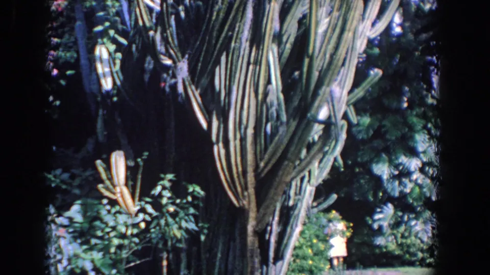 1958 Florida 8mm frame showing a tall ribbed cactus in a lush garden with a small distant visitor near the path.