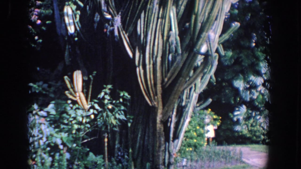 1958 Florida home-movie frame of tall cactus stems, dense foliage, and a distant visitor in a landscaped garden.