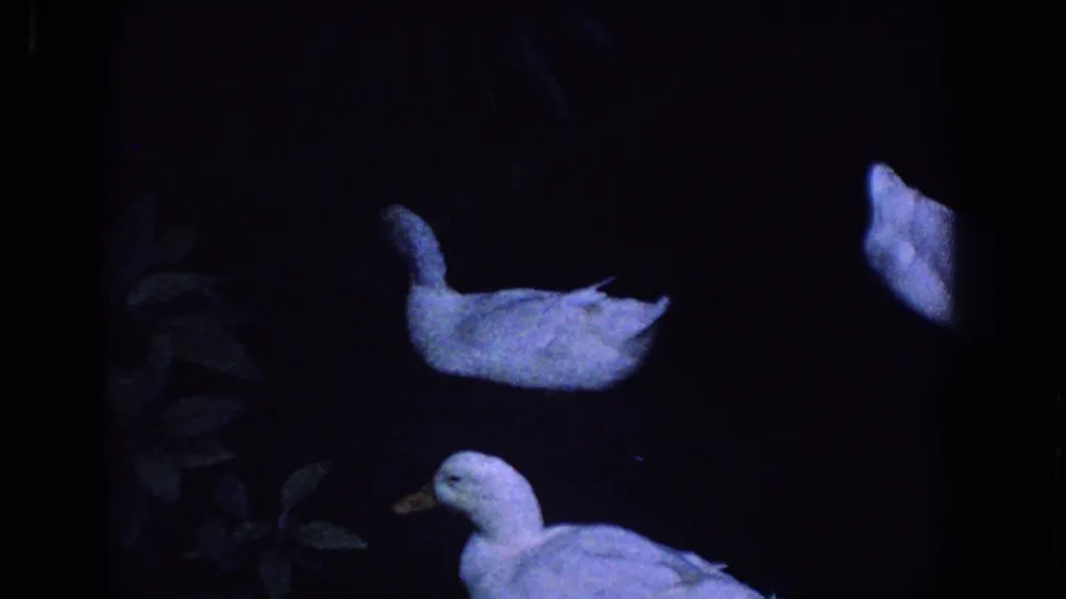 1958 Florida 8mm frame showing white ducks on a shadowed pond, their bodies bright against dark water.