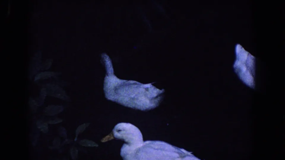 1958 Florida home-movie frame of white ducks moving across a dark pond below shadowed garden foliage.