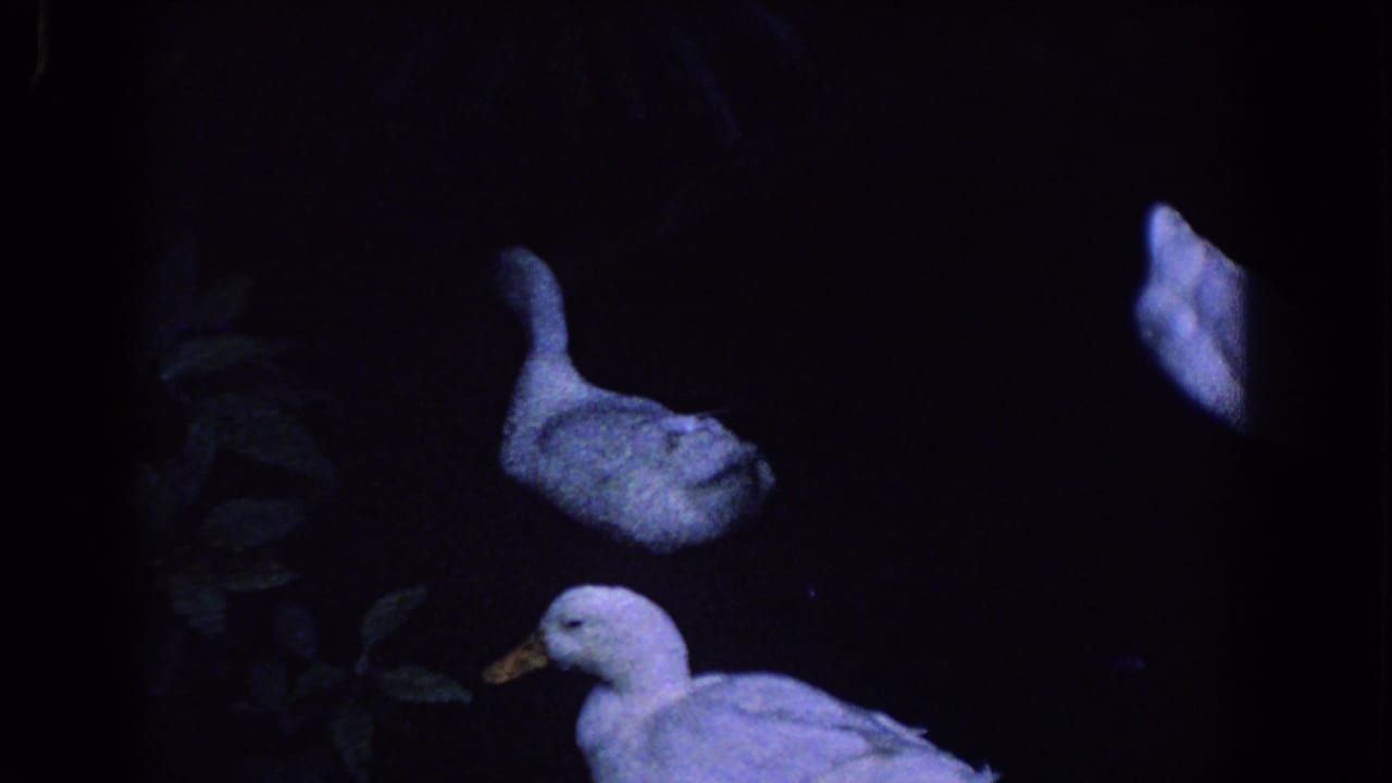 White ducks in blue-tinted darkness with faint foliage at left.