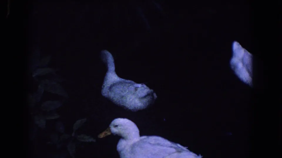 1958 Florida 8mm frame showing white ducks partly lit in a dark park setting with faint leaves at the left edge.