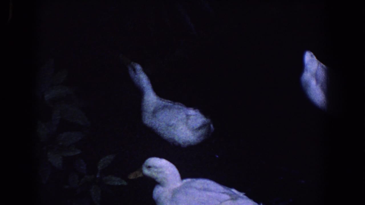 White ducks clustered in a dark, blue-lit park scene.