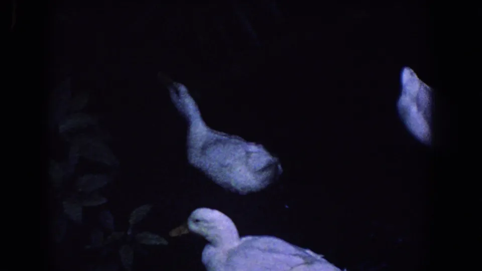 Blue-tinted 1958 Florida home-movie frame with white ducks visible against deep darkness and faint foliage.