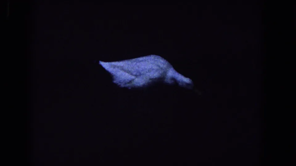 A white duck moves through the lower half of a dark 1958 Florida 8mm night scene with cool blue exposure.