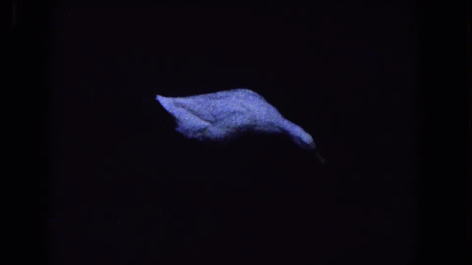 Late-1950s Florida home-movie frame showing a white duck low in the frame against a nearly black park setting.