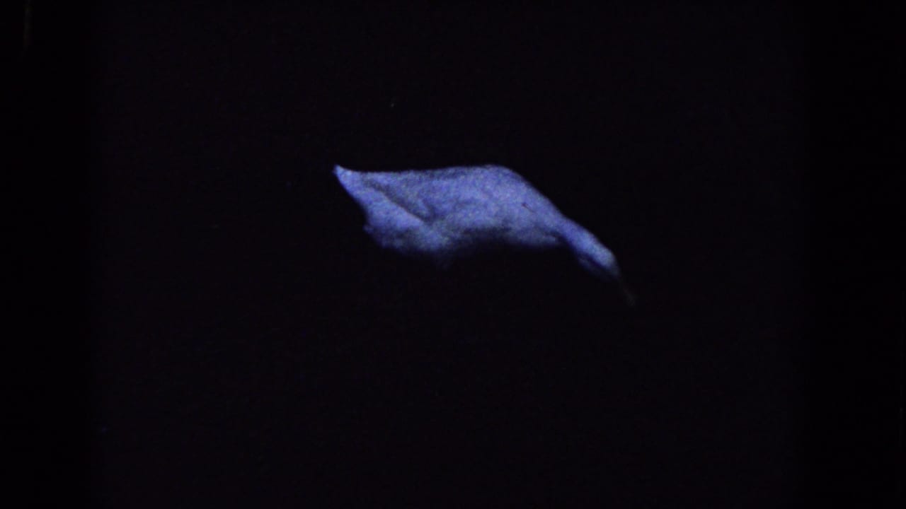 A pale goose or water bird swims through dark pond water.