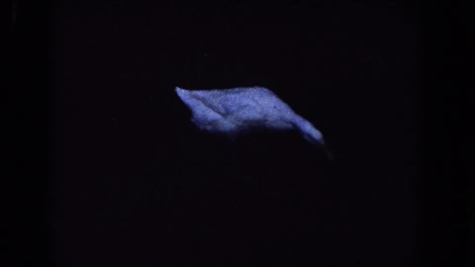 A pale goose or water bird moves across dark pond water in 1958 Florida home-movie footage.