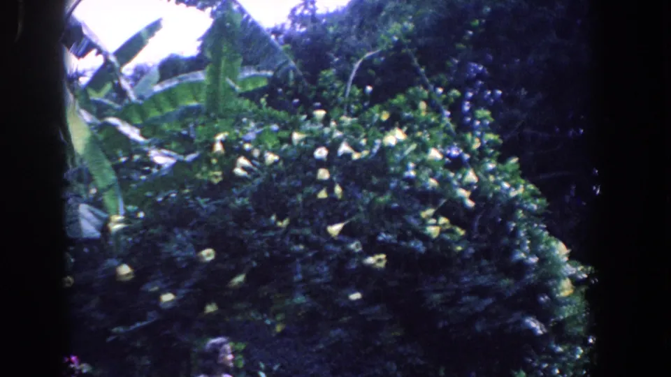 Dense Florida garden foliage and yellow blossoms dominate this 1958 8mm frame, with the woman only partly visible at the lower edge.