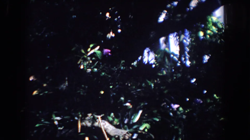 Dense Florida garden foliage fills the frame, with bright leaf highlights and no clearly visible person in this still.