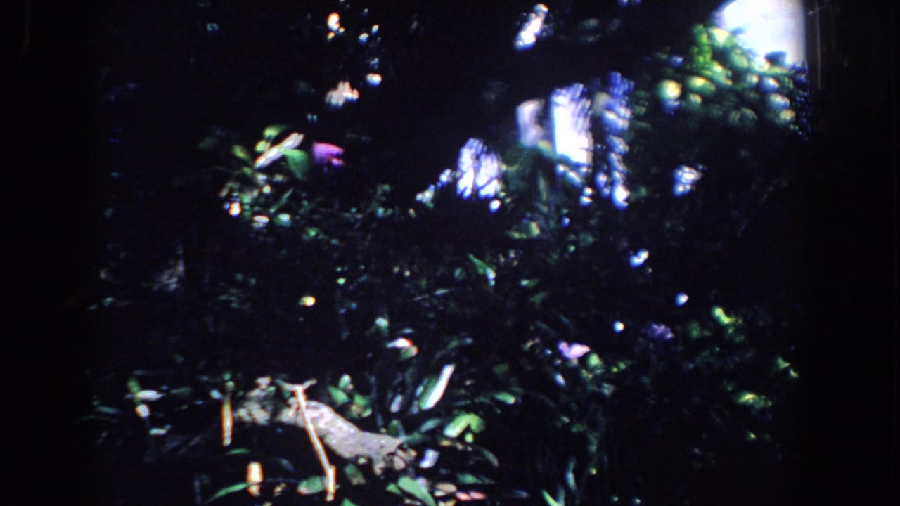 Dense shadowed foliage with sunlight filtering through leaves and a pale branch in the foreground.