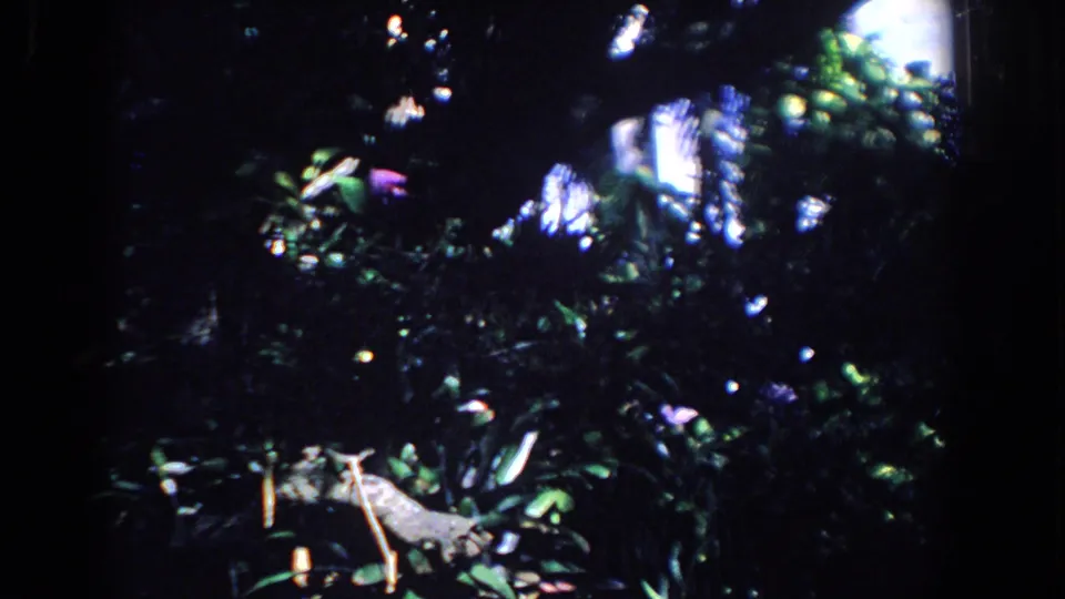 1958 Florida 8mm frame showing dense green vegetation, bright canopy gaps, purple flowers, and a pale branch in deep shade.