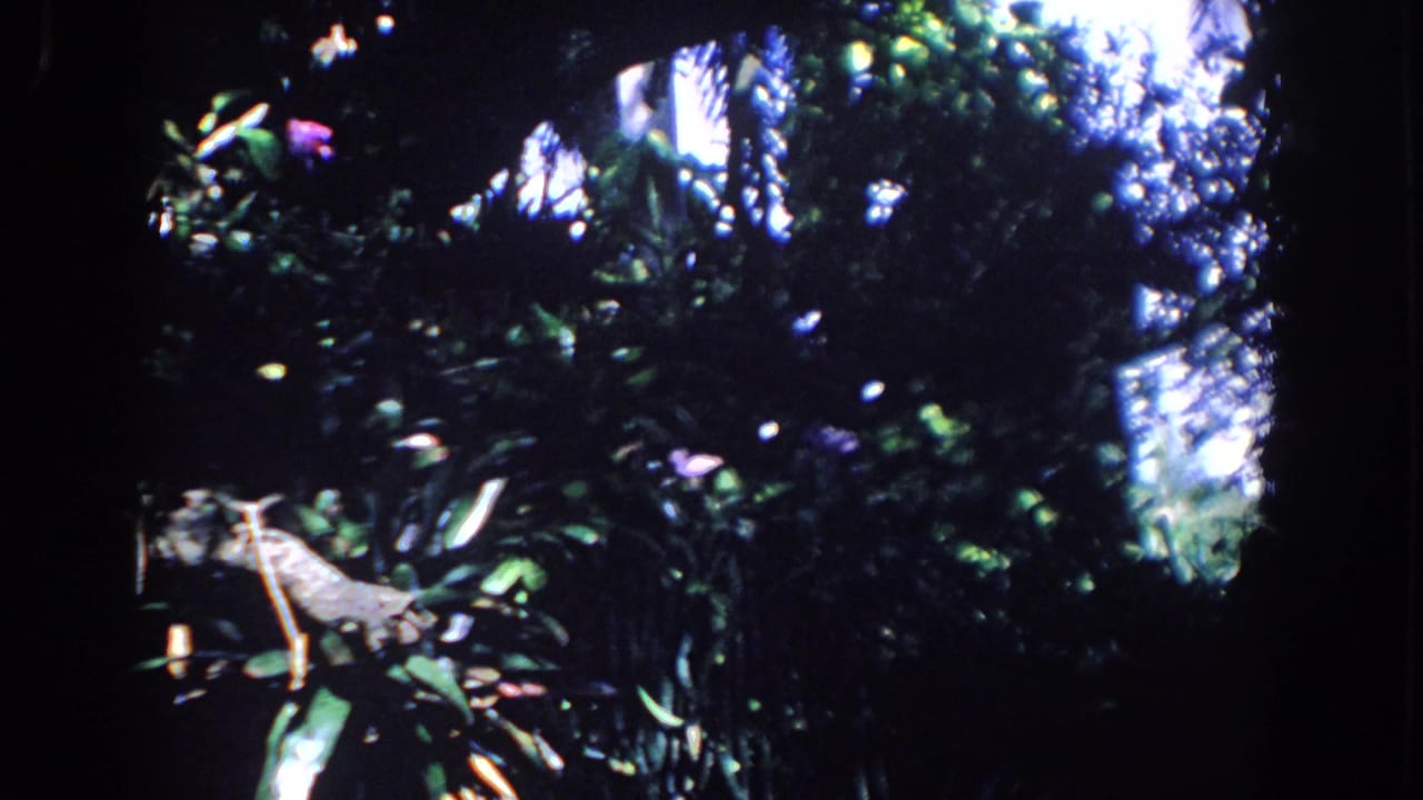 Shadowy forest plants with bright sky openings, leafy branches, and small purple flowers.