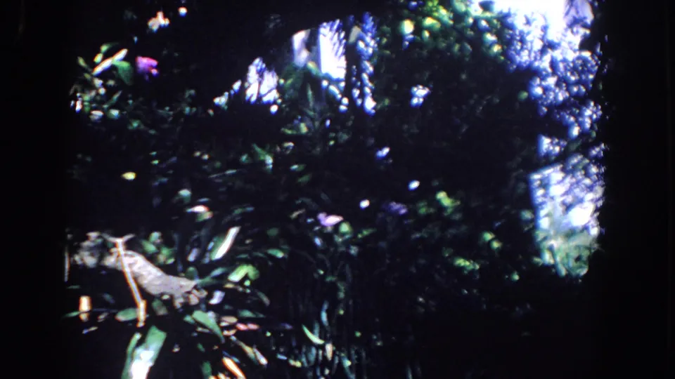 1958 Florida 8mm frame with layered forest vegetation, bright filtered sunlight, dark leaves, and purple flowers near the upper left.