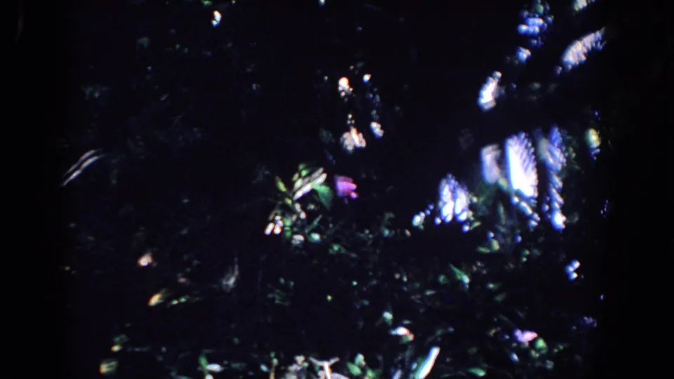 1958 Florida 8mm frame with underexposed vegetation, bright leaf highlights, purple flowers, and a dark wooded background.