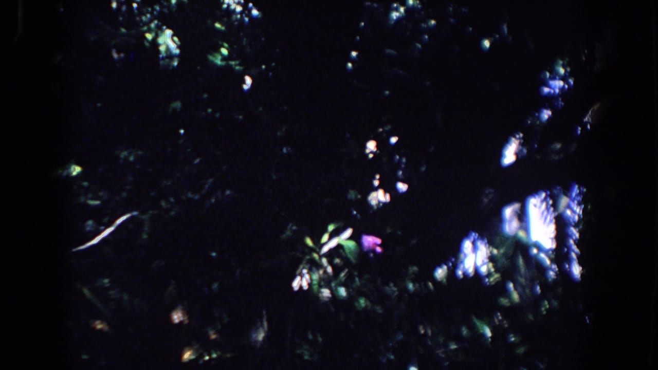 Dark tree canopy with small bright patches of sky and filtered sunlight.