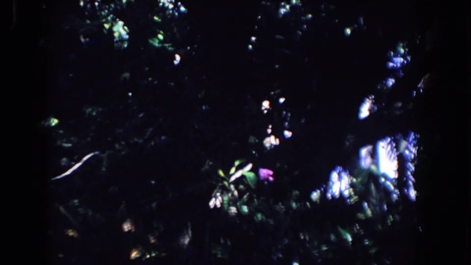 1958 Florida 8mm frame looking up into dense branches, leaves, blue-green highlights, and deep shadow.