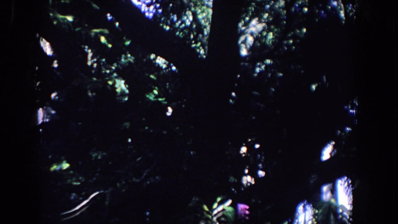 1958 Florida home-movie frame with dark overhead foliage, branch silhouettes, and small bright sunlight openings.