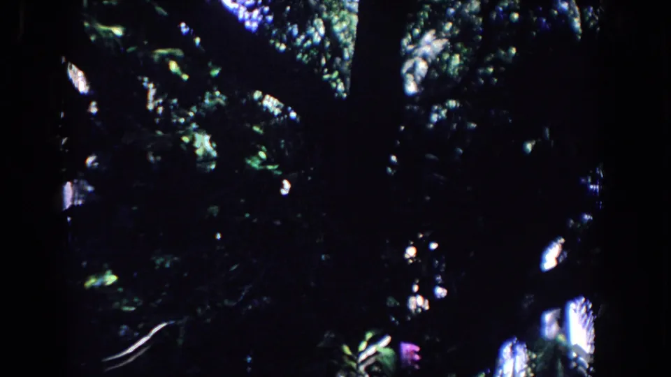 1958 Florida home-movie frame with dark overhead foliage, branch silhouettes, and small bright sunlight openings.