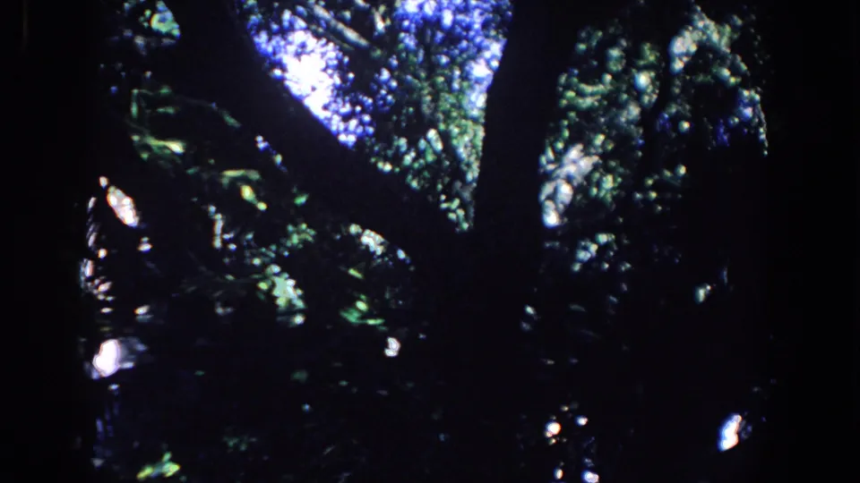 1958 Florida 8mm view upward through tree limbs, with bright sky gaps and dark foliage filling the frame.