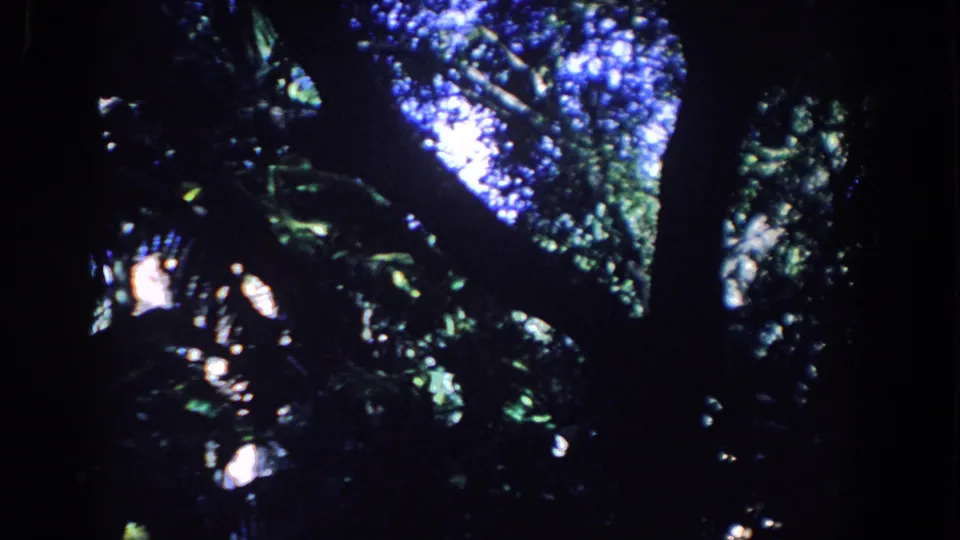 1958 Florida 8mm frame showing a shadowed tree canopy, branch shapes, and blue-white sky shining through.
