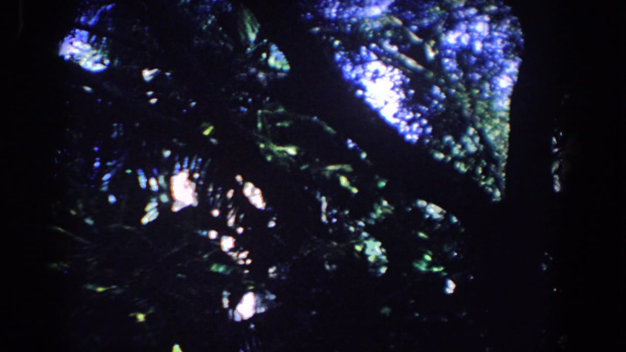 Dark tropical canopy with green leaves, branches, and bright blue sky gaps.