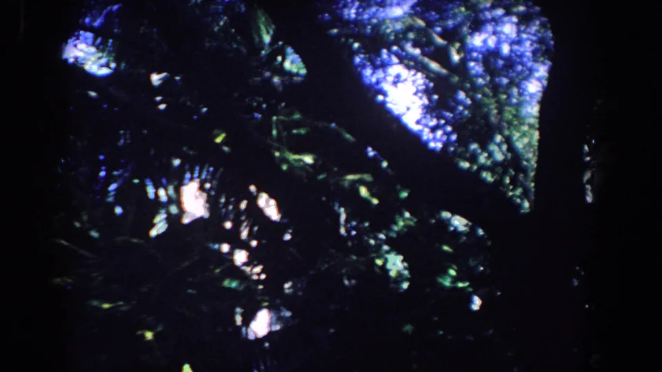 1958 Florida 8mm frame looking up through dark tropical foliage, with sunlit leaves and blue sky visible between branches.