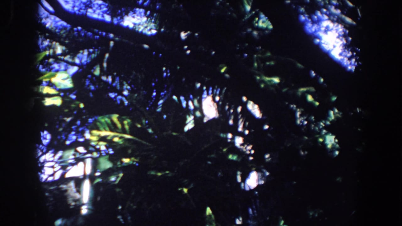 1958 Florida 8mm view of shadowed foliage and palm-like fronds, with bright sky showing through the canopy.