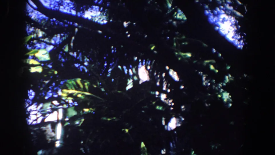 1958 Florida 8mm view of shadowed foliage and palm-like fronds, with bright sky showing through the canopy.