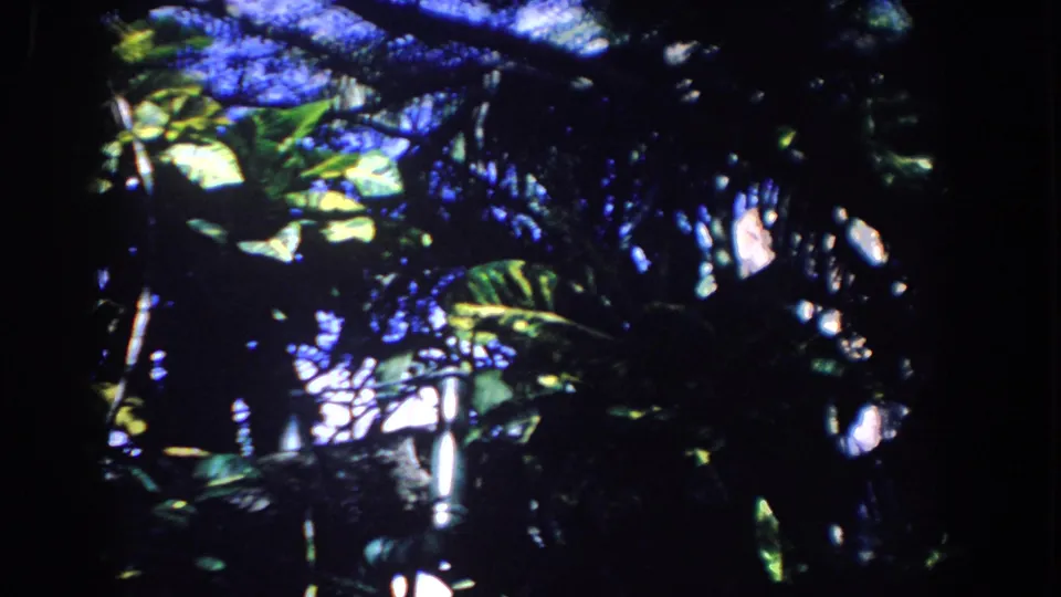 1958 Florida 8mm frame with dense green leaves and dark branches silhouetted against bright blue-white sky openings.