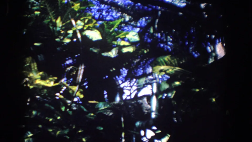 1958 Florida 8mm view of tropical leaves, dark canopy forms, and blue sky filtering through the foliage.