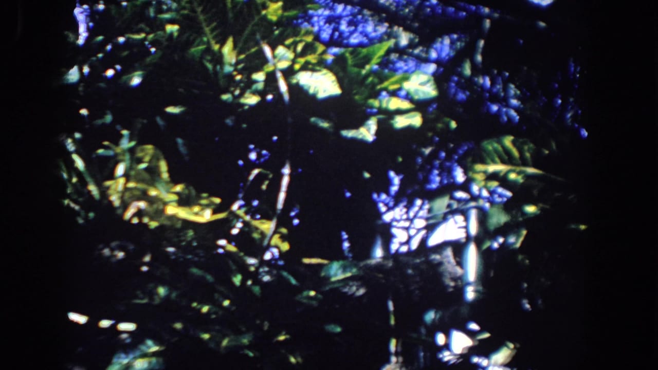 Dark forest canopy with sunlit green leaves and shadowed branches.