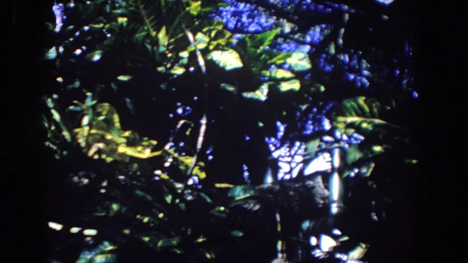 1958 Florida 8mm frame of dense forest canopy, with bright leaves and deep shadows under filtered sunlight.