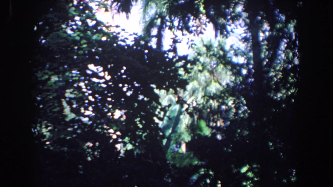 1958 Florida home-movie frame showing dense foliage silhouetted against bright sky through the canopy.