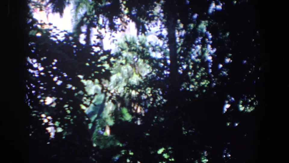 1958 Florida 8mm frame of sunlit forest greenery, with palm-like fronds and heavy shadow around the edges.