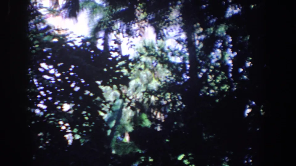 1958 Florida home-movie frame of dense forest canopy, with filtered light, saturated greens, and dark shadowed leaves.