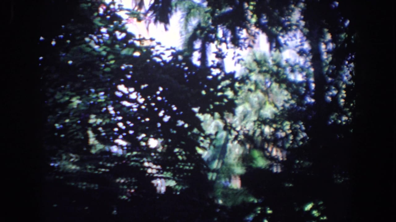 Dark outdoor foliage with sunlit leaves and no clear person visible.