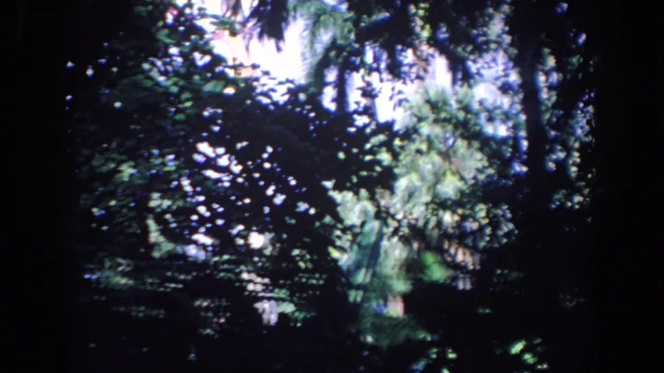 1958 Florida 8mm frame showing shaded outdoor foliage with bright sun filtering through leaves before the bird interaction appears.