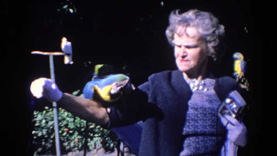 A blue-and-gold macaw shifts on the woman's arm as she stands among several perched birds in the Florida animal park setting.