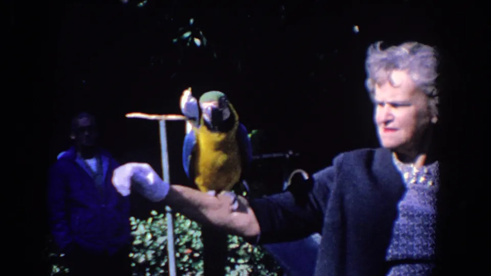 1958 Florida 8mm frame showing an older woman in a dark jacket holding a blue-and-yellow macaw while a man watches in the background.