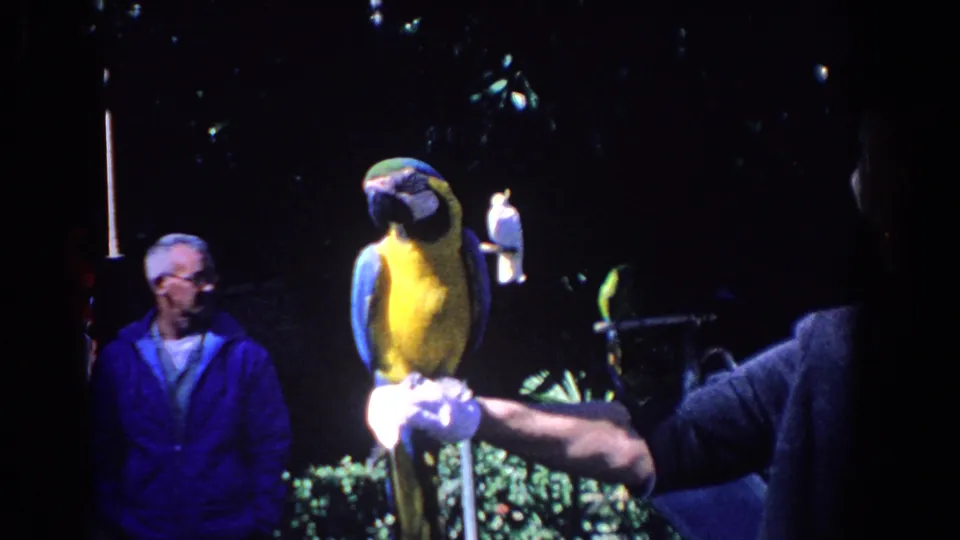 1958 Florida 8mm frame centered on a blue-and-yellow macaw perched on a white glove, with an older man visible in the background.