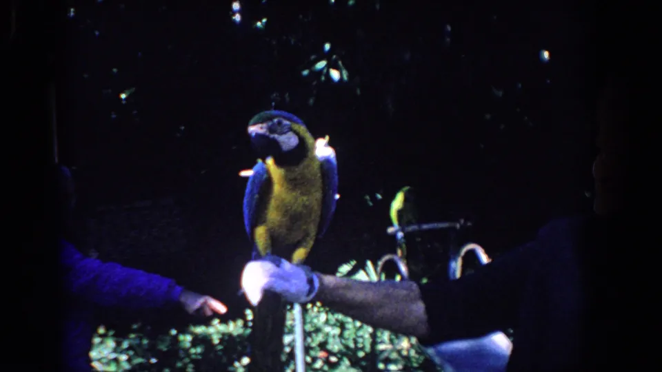 1958 Florida home-movie frame showing the macaw still perched on a gloved arm, with the woman mostly cropped and a man partly visible behind.
