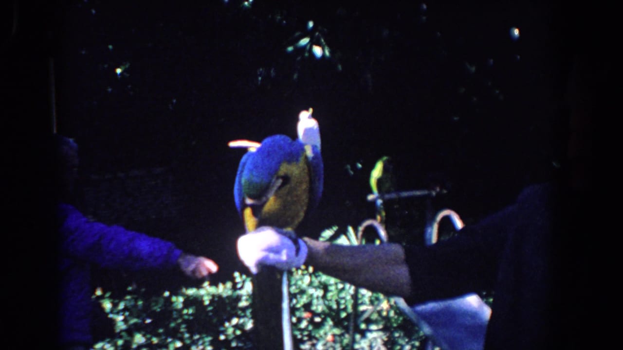 Blue-and-yellow macaw perched on a handler's gloved arm in a dark outdoor performance area.