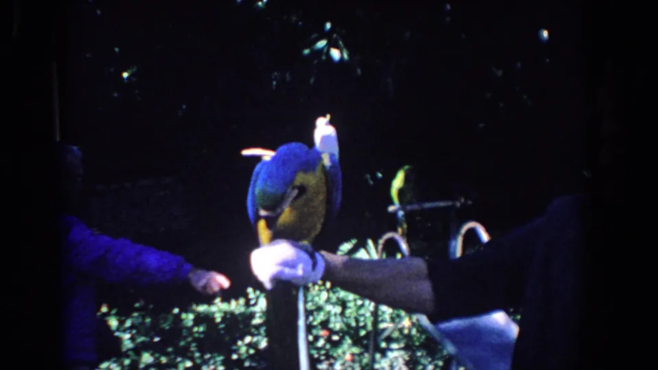 In 1958 Florida home-movie footage, a blue-and-yellow macaw perches on a white-gloved handler's arm under night lighting.