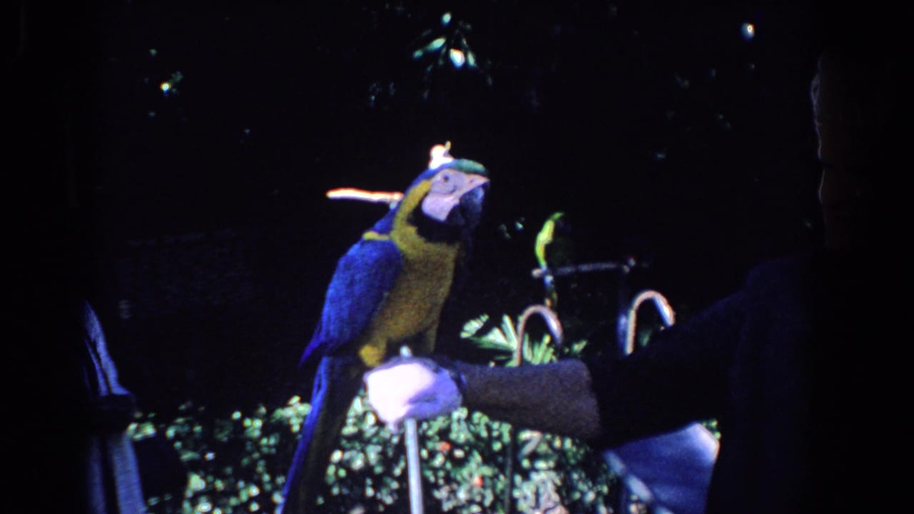 A colorful macaw turns toward a mostly silhouetted handler, with background bird perches visible in the Florida night scene.